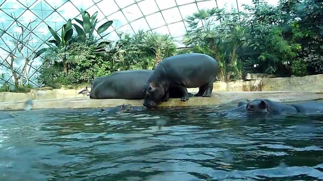 Fütterung Nilpferde im Berliner Zoo