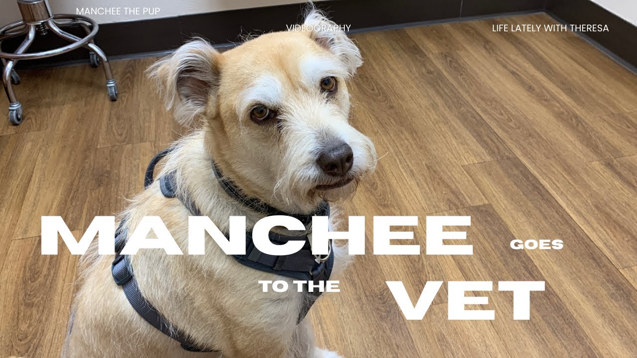 Manchee Goes to the Vet