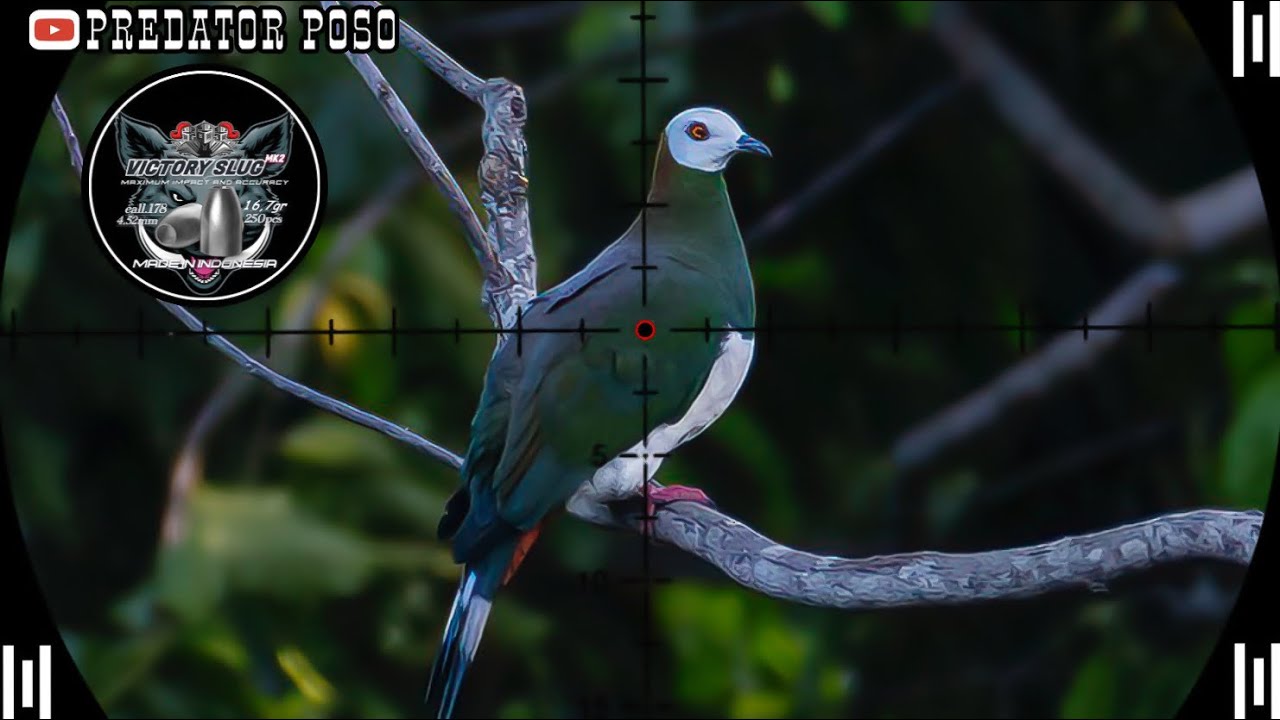 TIDAK PERNAH GAGAL HUNTING DI SPOT INI / BERBURU BURUNG PERGAM JUMBO 