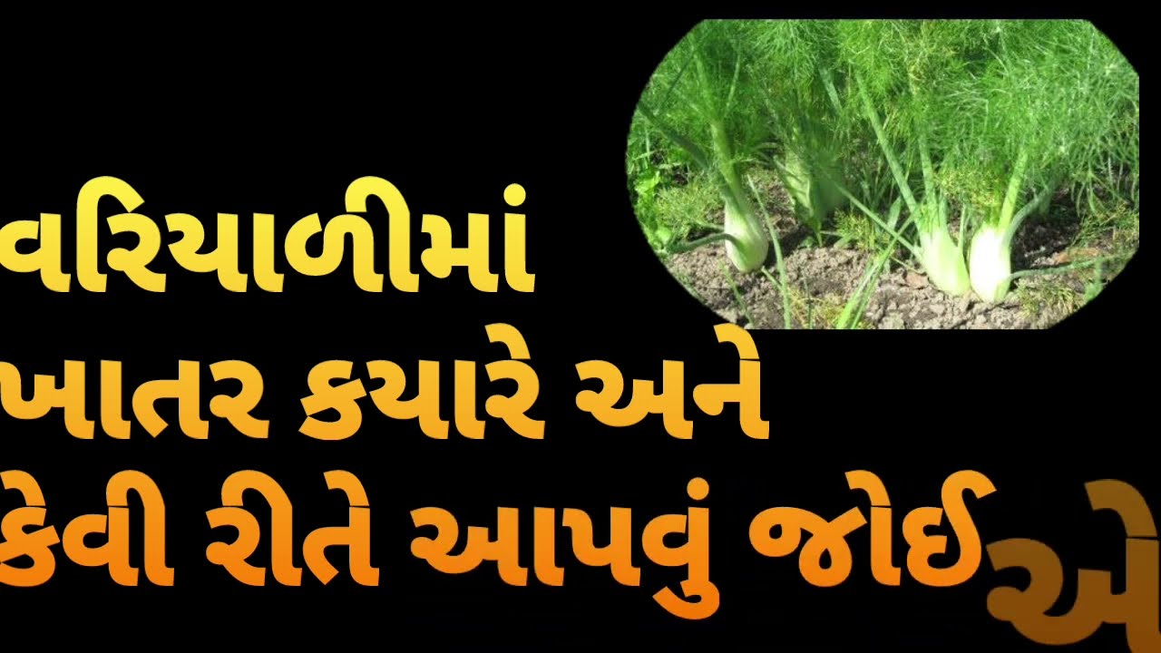 વરિયાળીમાં ખાતર કયારે અને કેટલું આપવું| variyali makhatar| વરિયાળીની ખેતી| variyalinikheti| #fennel