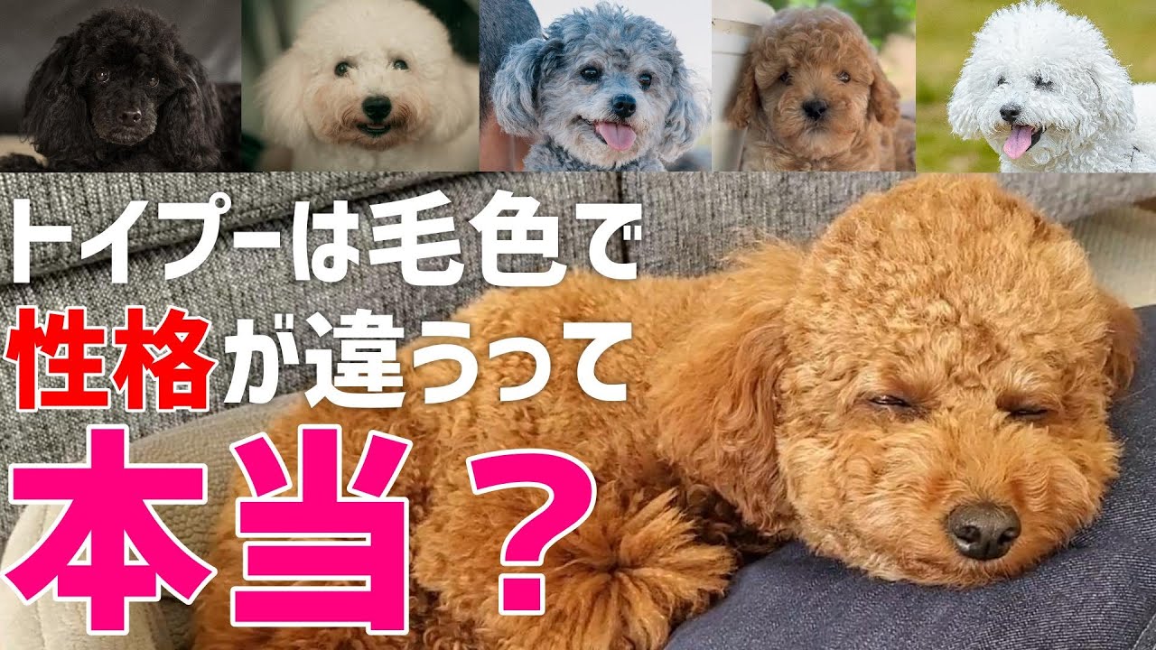 トイプードルの毛色による性格の違いについて