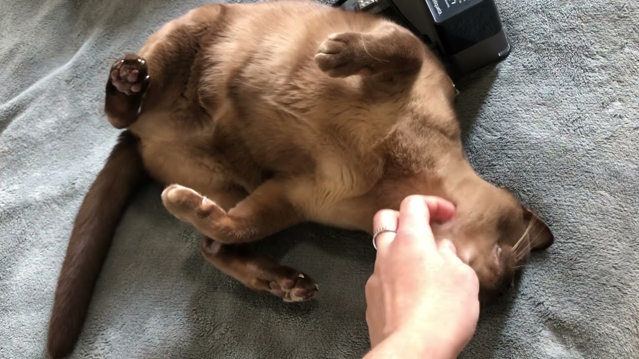 Burmese cat meowing very loud