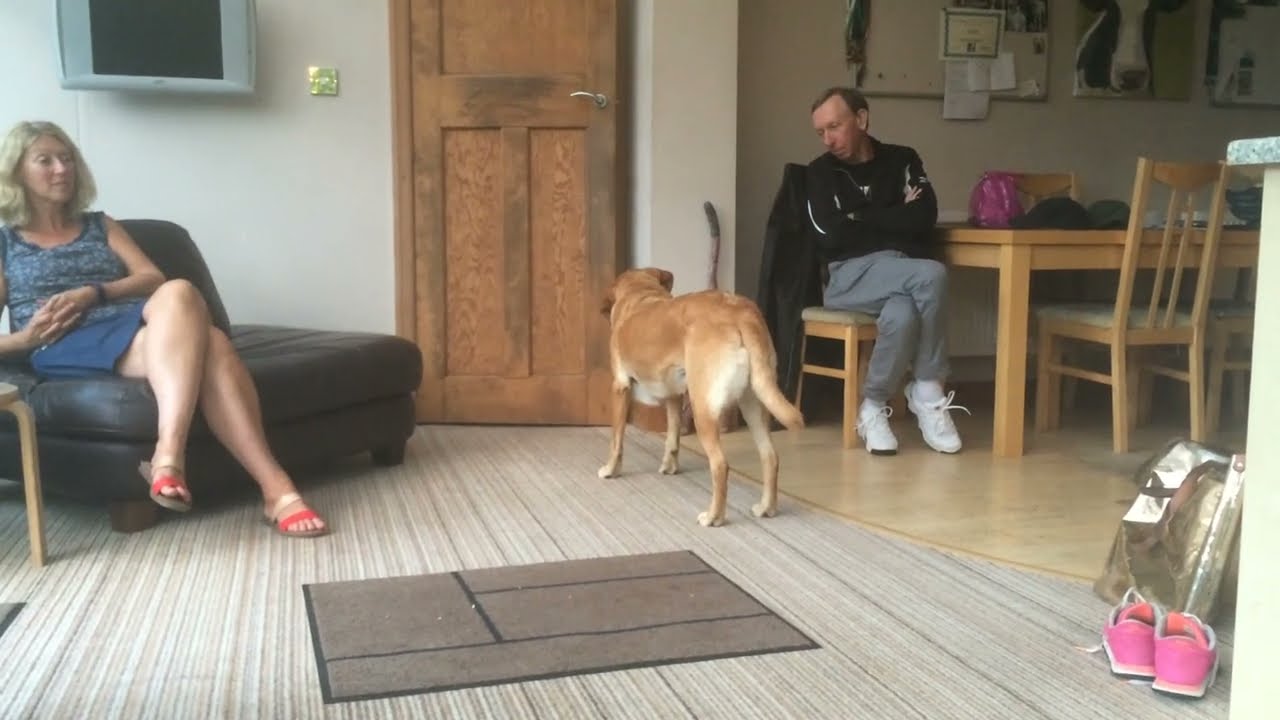 Performance for Lola (Performances for Pets)