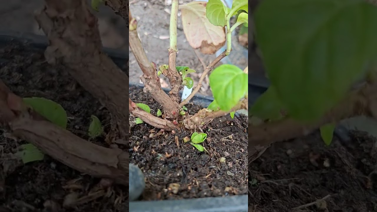 Высаживаю саженцы крупнолистной гортензии  грунт#гортензия#garden#рекомендации#сад#flowers#саженцы 