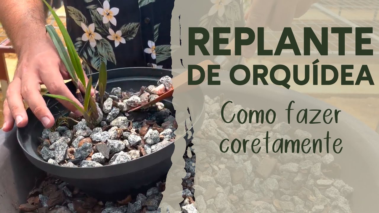 REPLANTE DE ORQUÍDEA - Como fazer corretamente?