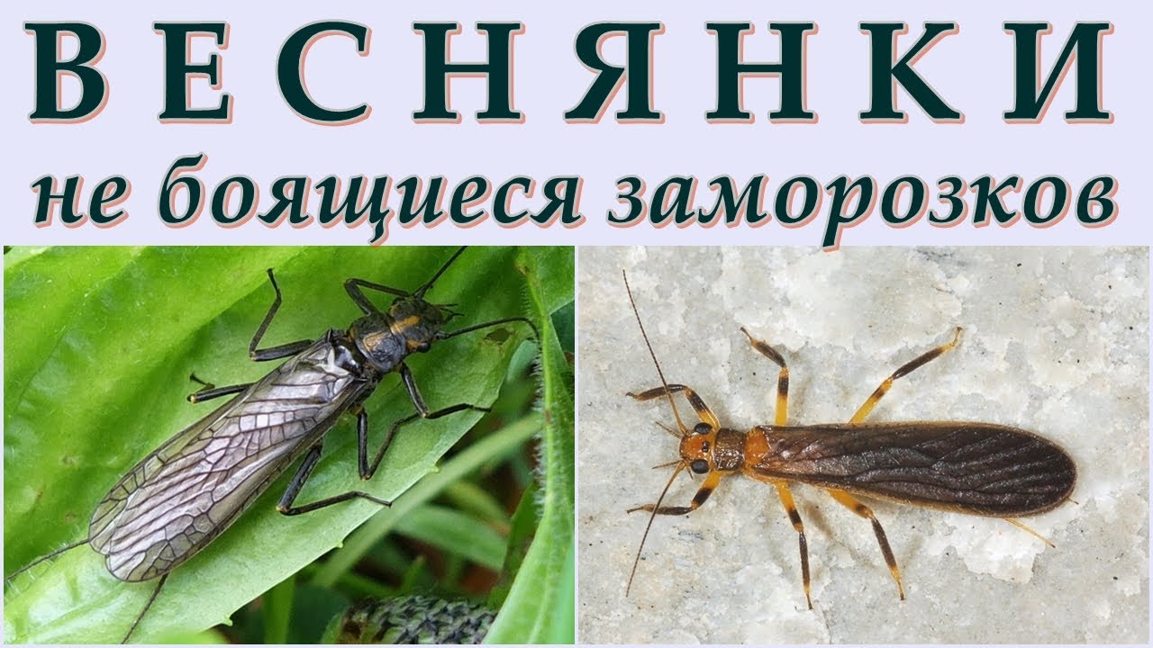 ВЕСНЯНКИ - Не боящиеся заморозков