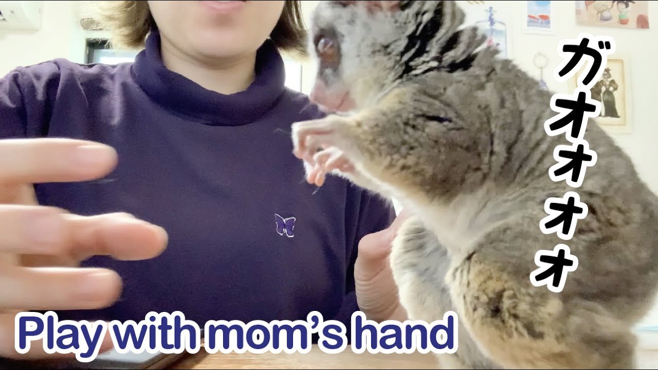 遊ぼう！と飼い主におねだりする甘えん坊なお猿 -Our daily life - Pizzatoru the Bushbaby / ショウガラゴのピザトル