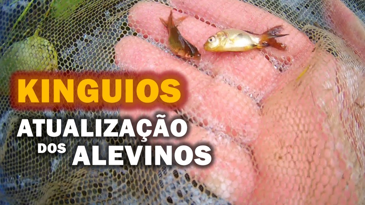 ATUALIZAÇÃO DOS ALEVINOS DE KINGUIOS