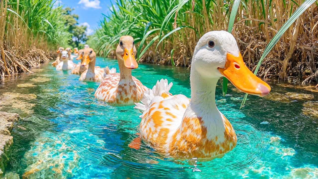 You&rsquo;ll Feel Better After Watching These Ducks 🦆 Deep Emotional Healing and Gentle Stress Relief 🌿