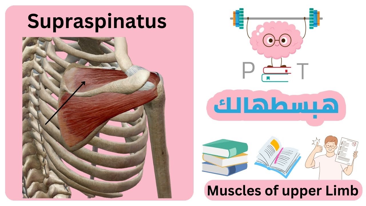 supraspinatus muscle #upper_limb_هبسطهالك