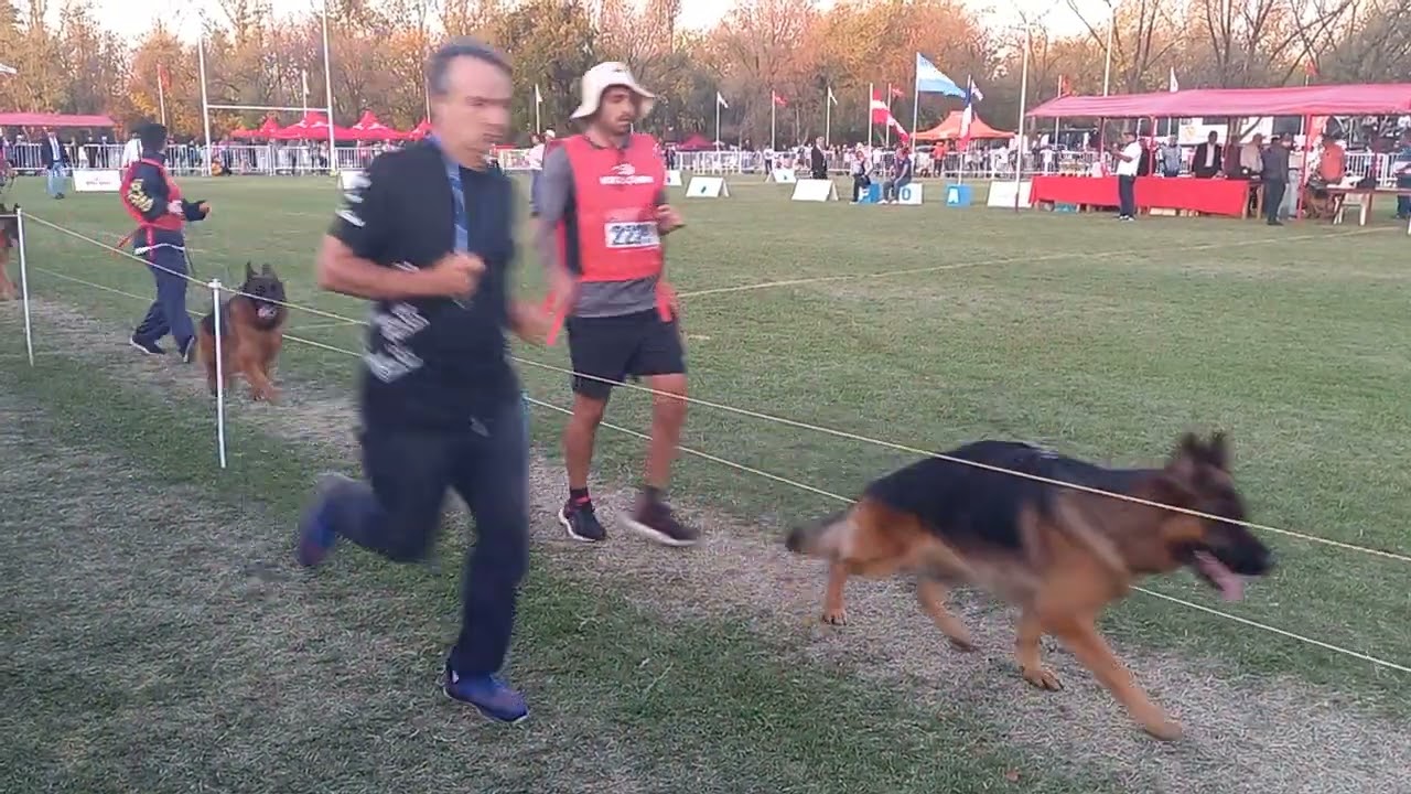 juzgamiento de Machos Seleccionados Sieger argentino 2022. Ovejeros Alemanes.