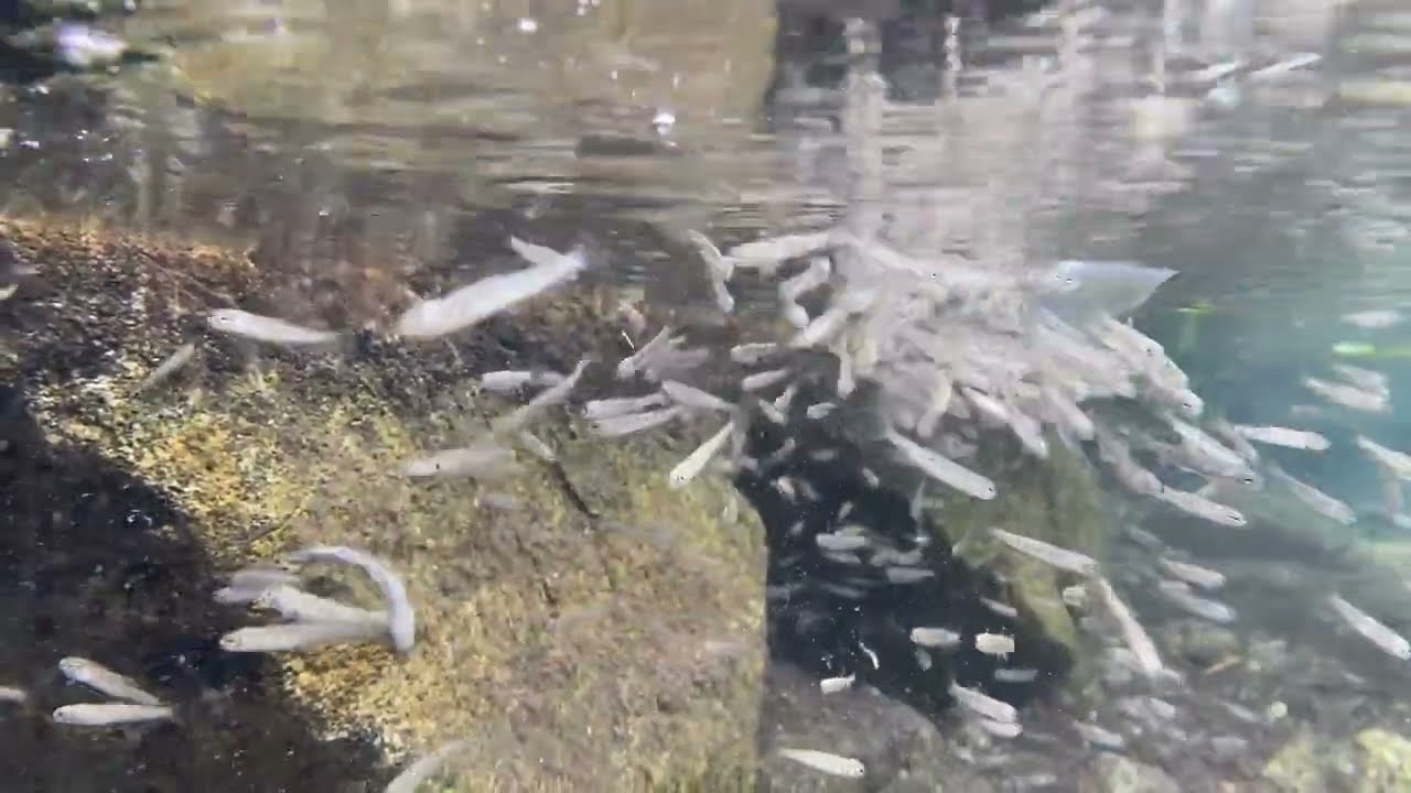 How fish are stocked in an alpine lake