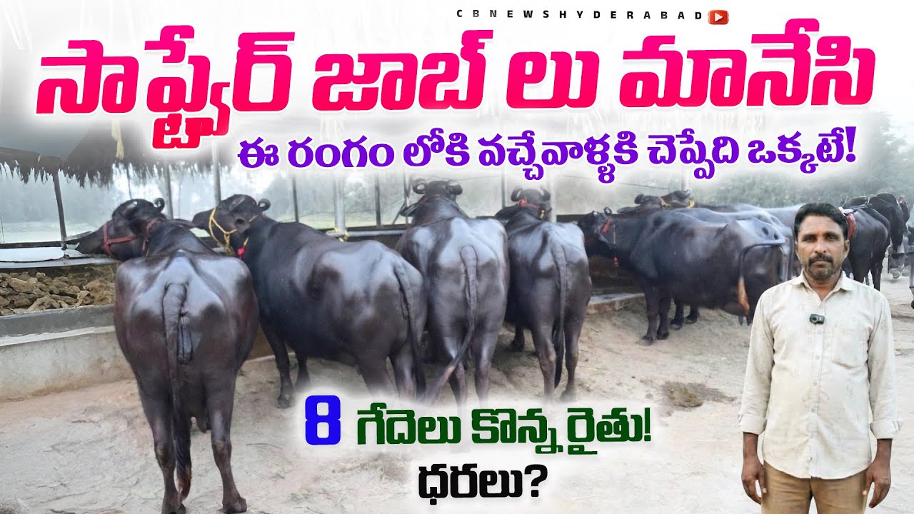 Software జాబ్ లు మానేసి ఈ రంగం లోకి వచ్చే వాళ్లు ఈ వీడియో తప్పక చూడండి|ముర్రా గేదెలు కొన్న రైతు