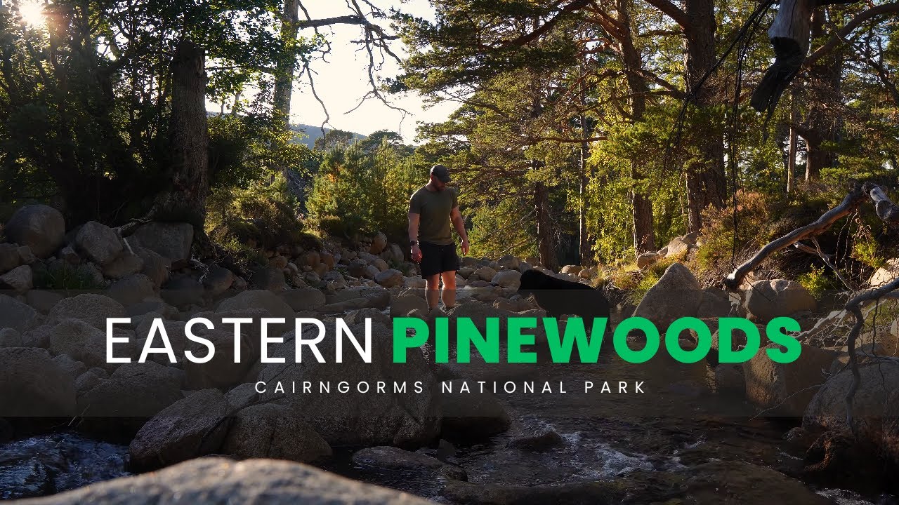 Eastern Pinewoods | Camping in a Royal Forest (Part.1)