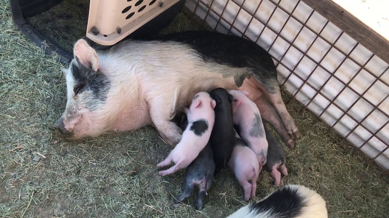 HappyQuackFarms com Mabel's Litter 2:9:2020