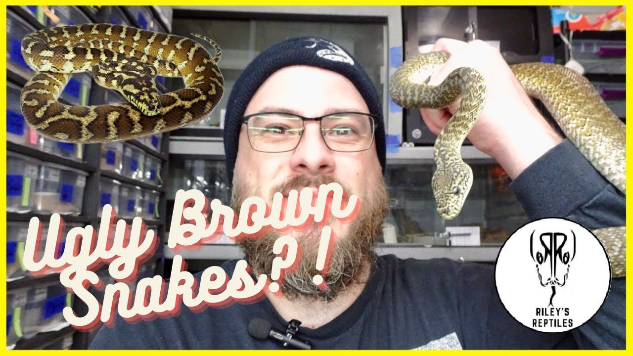 Why I Love Papuan Carpet Pythons! - no. 166