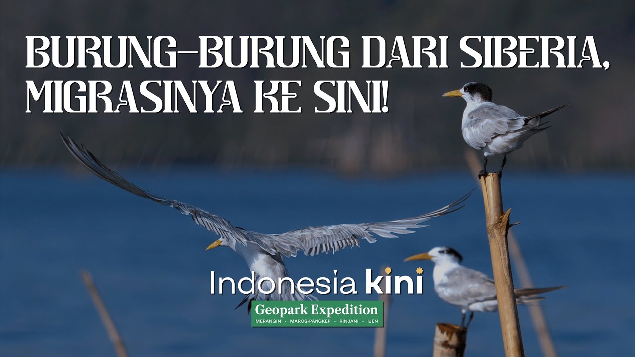 INDONESIA KINI || Nggak Cuma Soal Mistis, Ini Pesona Alam dari Alas Purwo yang Kamu Perlu Tahu!