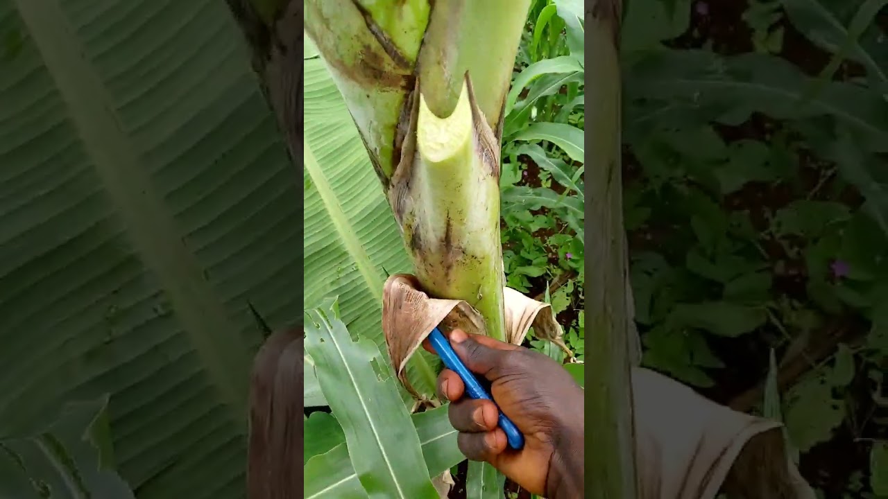 comment traiter la cercospoliose sur son bananier plantains.