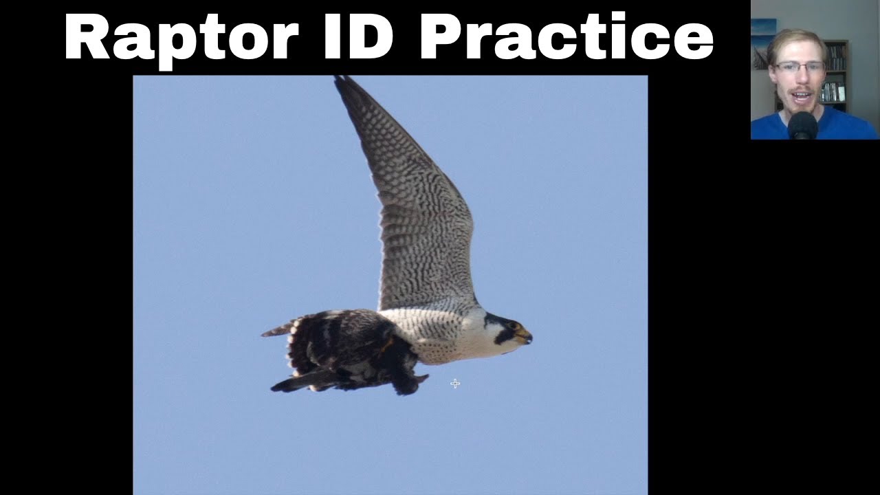Raptor Identification Practice #1