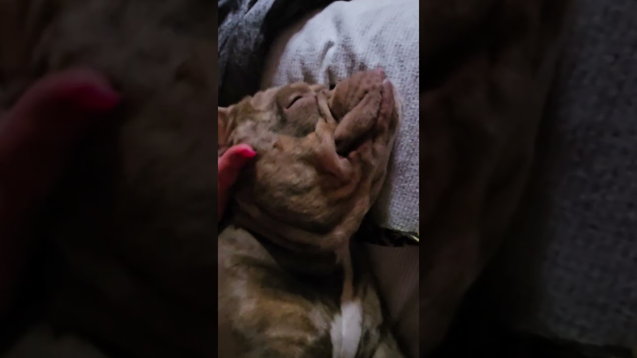 Cutest kisses and lovins... so sweet!! #martianpuppy #shorts #viral #dogs