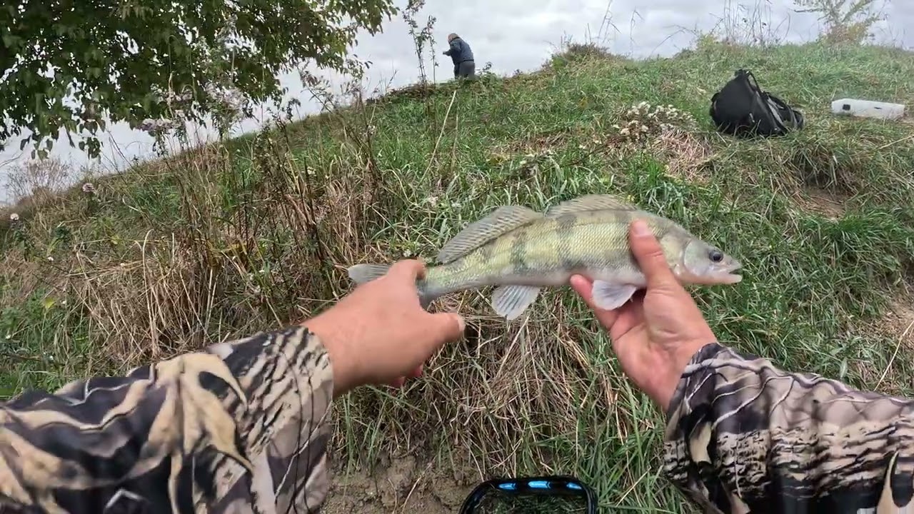 3rd time on Kapos : volga zander + zander ✔️  - 3. pecám a kaposon : süllő + kősüllő ✔️  /4K/