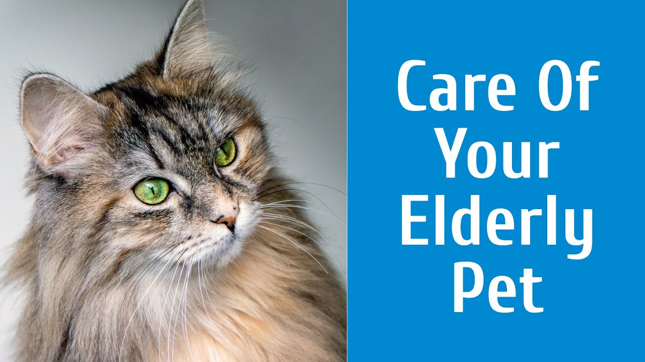 Care Of Your Elderly Pet