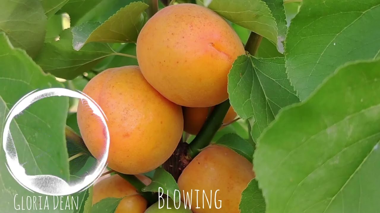 Gloria Dean -Blowing