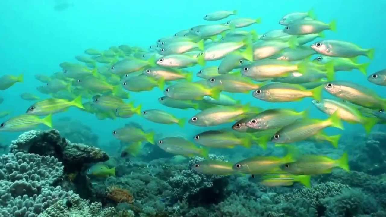 Mombasa North Coast / Kenya / Scuba Diving January 2013