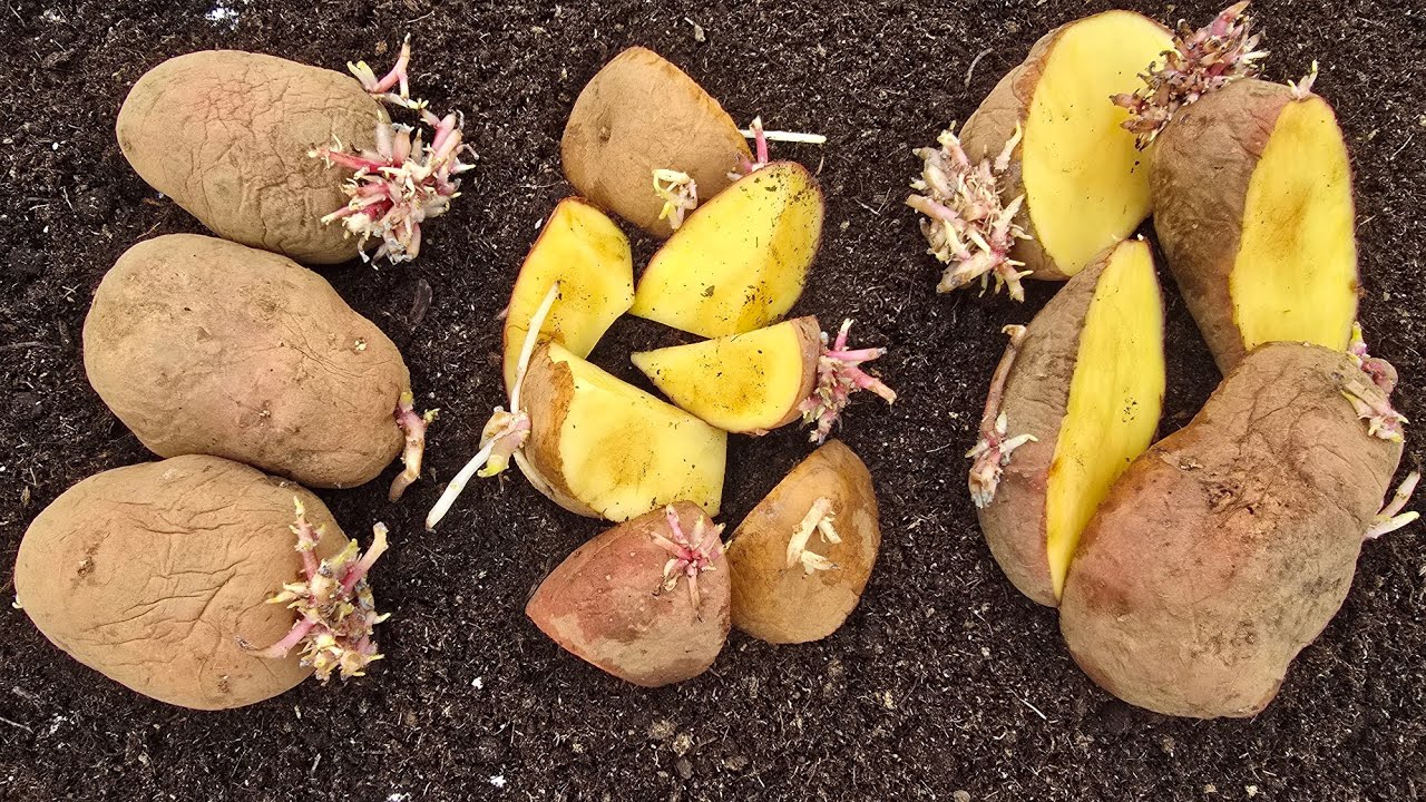 Многие ошибаются! Нужно ли резать картофель перед посадкой и как это делать?