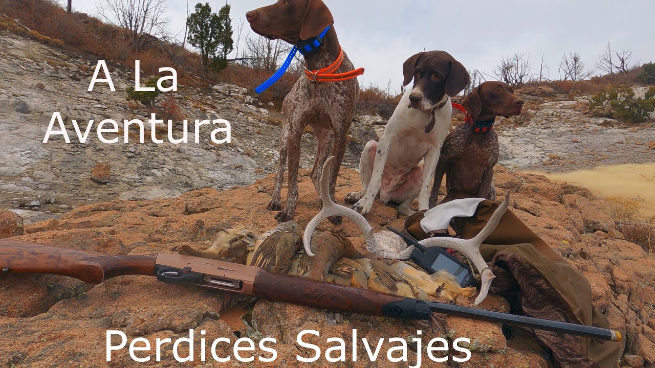 Caza al salto de Perdices, chukars , En montañas Rocosas