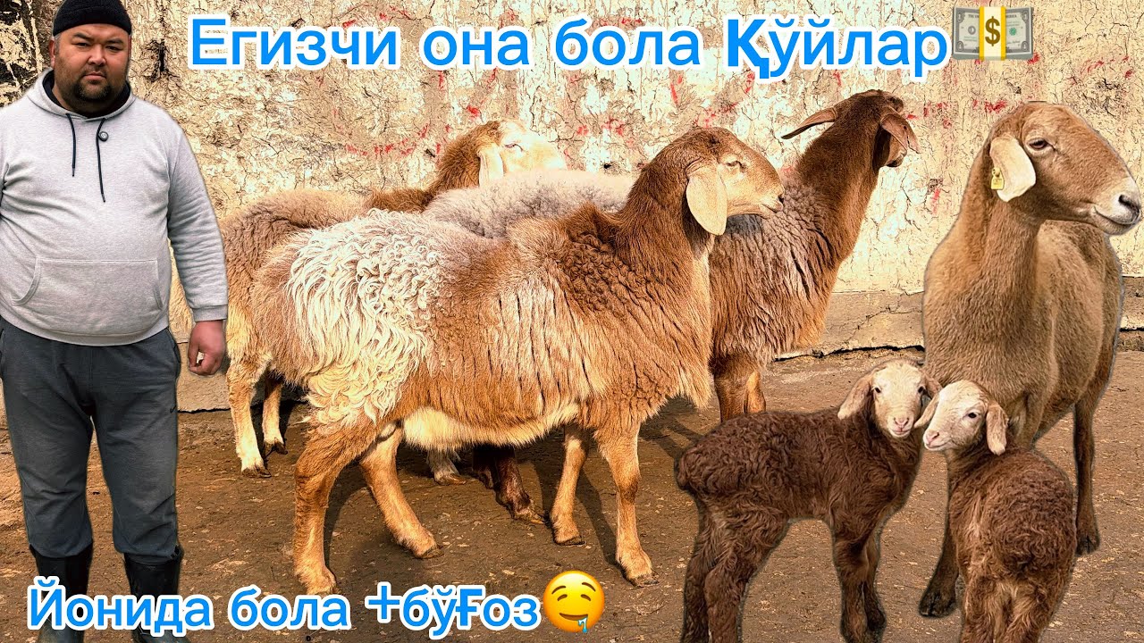 3200 га бўғоз қўй шок нарх😱Егизакчи она бола қўйлар