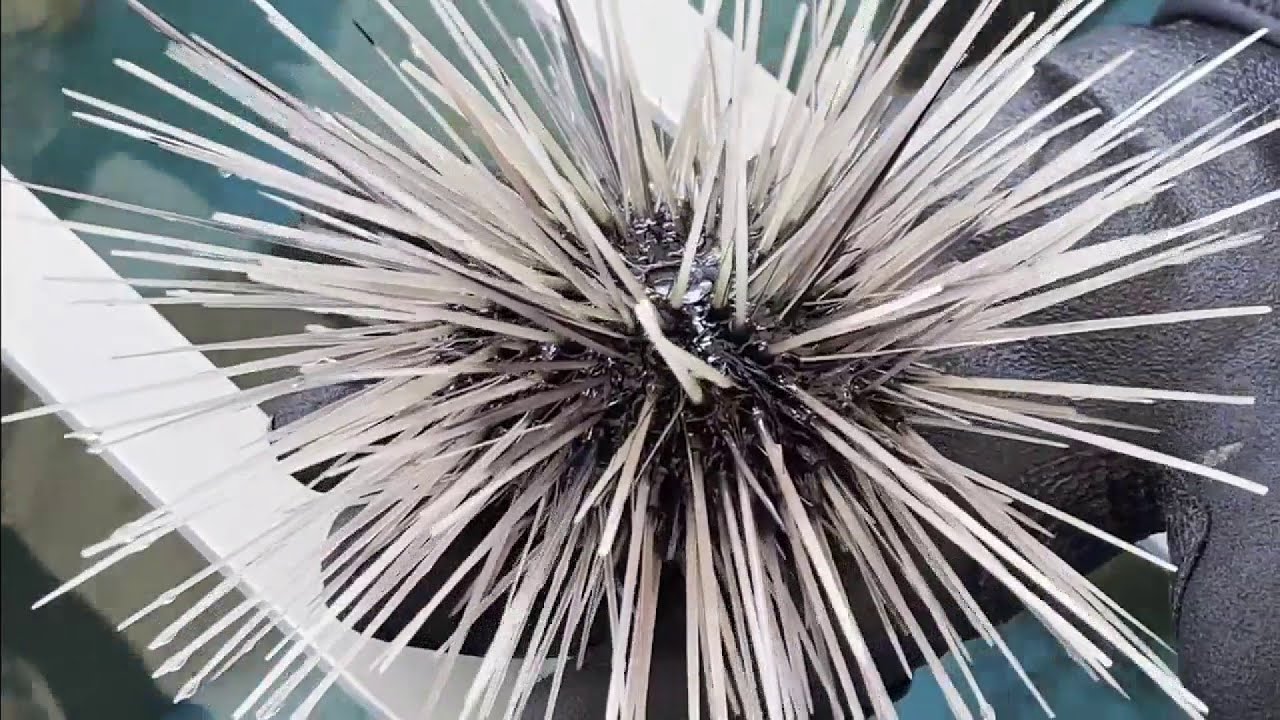 Saving sea urchins plays role in saving our ecosystem