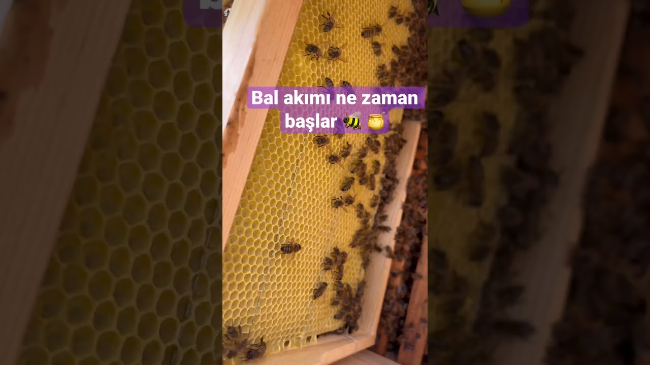 Bal Akımı Ne Zaman Başlar 🐝 🍯 #arı #arıcılık #oğul #alma #bal #b&ouml;l&uuml;m #&ccedil;alışkan
