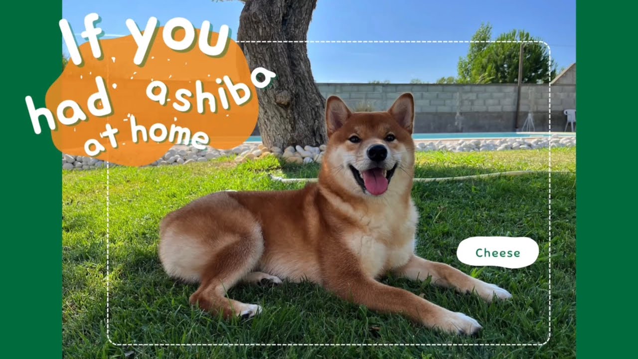 Immersive Shiba Inu Experience : Cheese's First Month at Home!