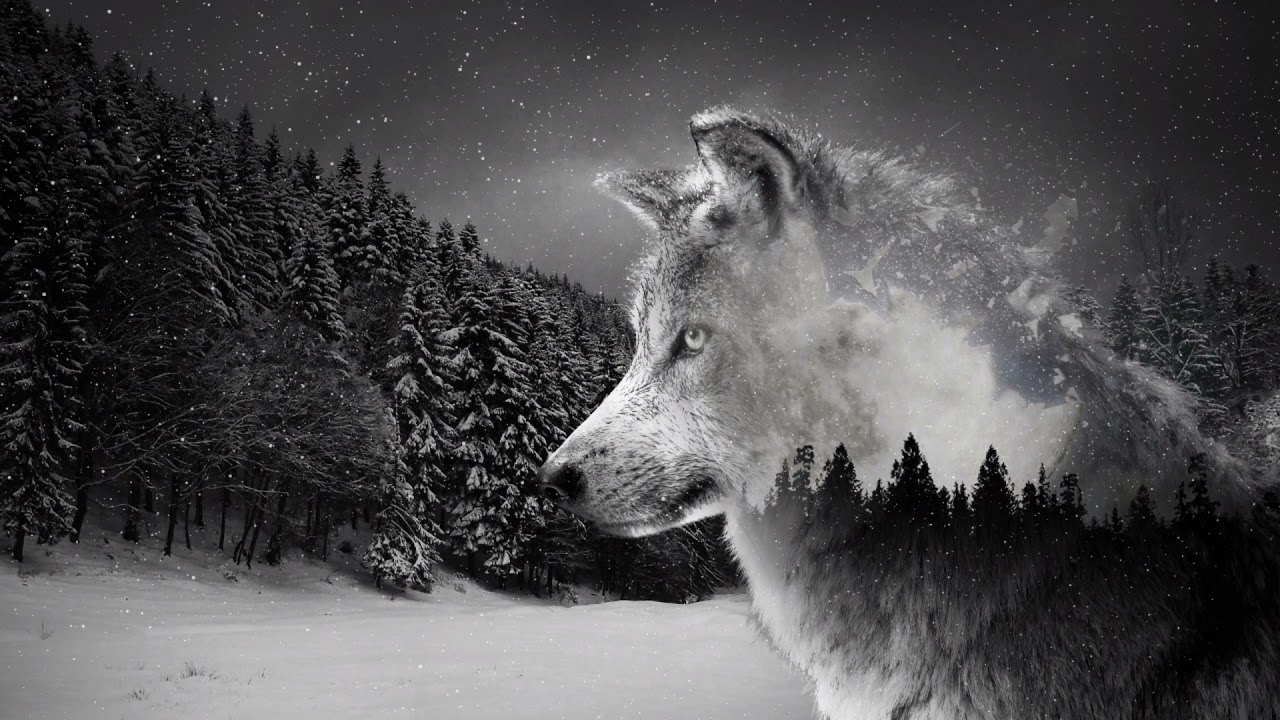 Wolf therian meditation|Meditation and shifting music with Wolf howling