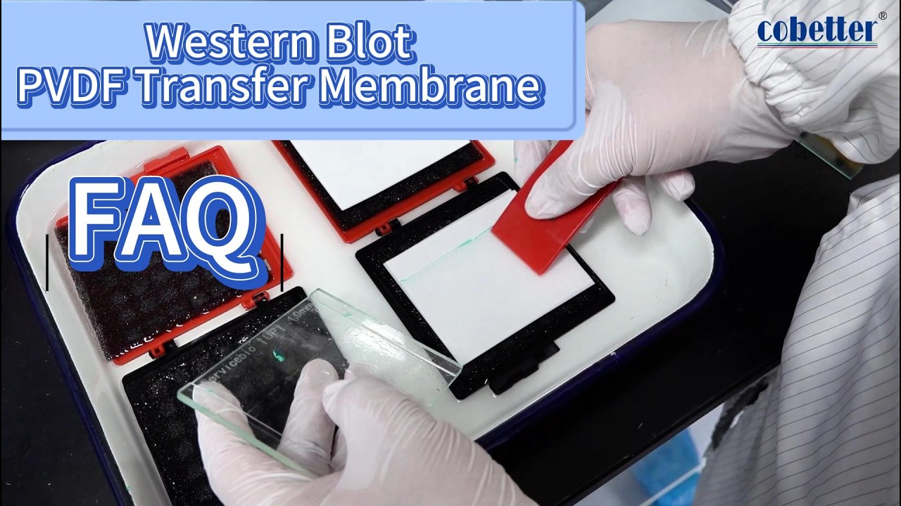 Western Blot PVDF Transfer Membrane FAQ -