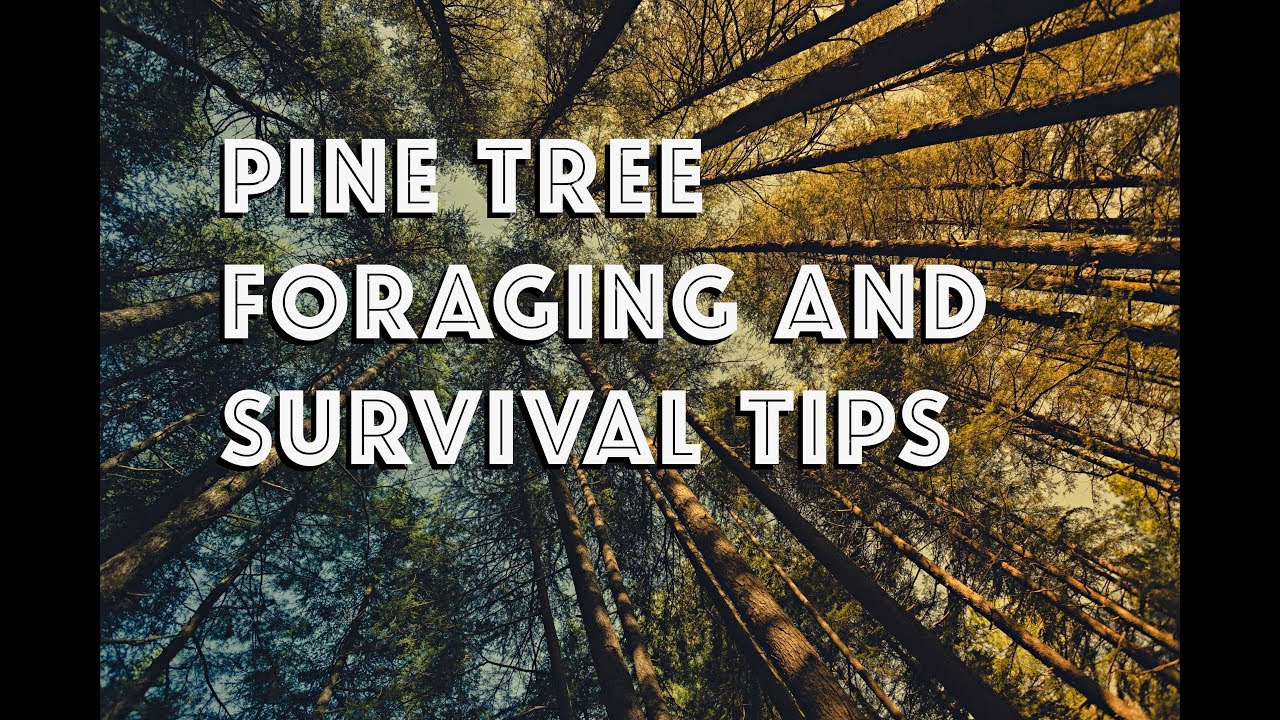 Using Pine Trees for Foraging and Survival