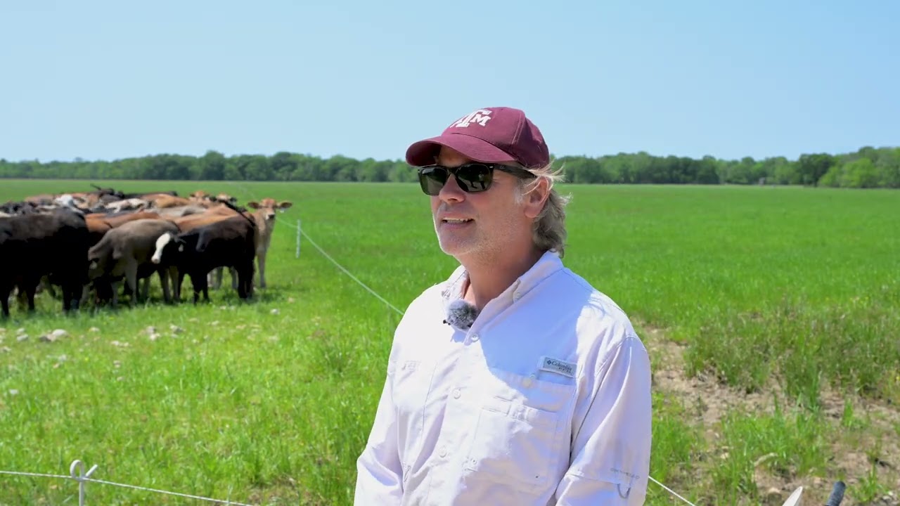 From Pasture to Paddy