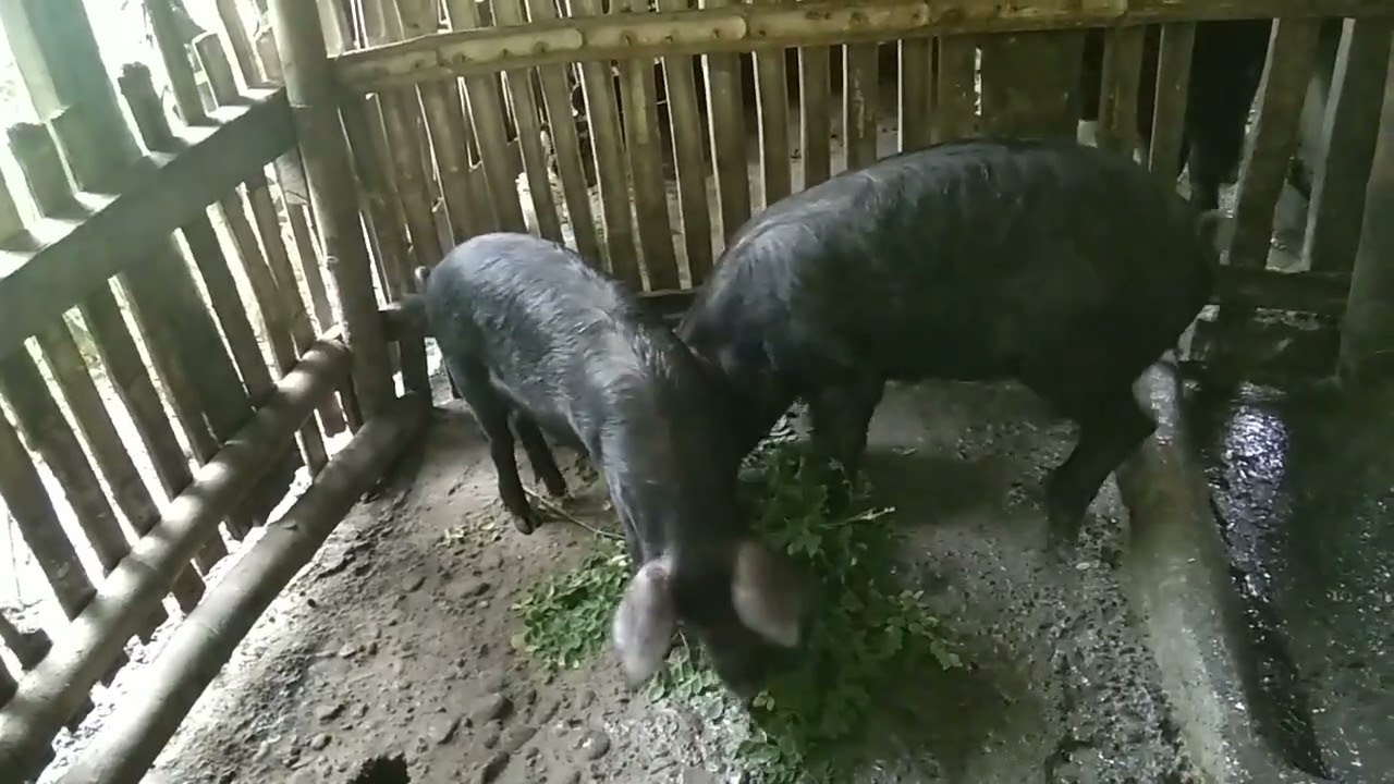 MALUNGGAY LEAVES PARA SA NATIVE PIGS🐖🐷