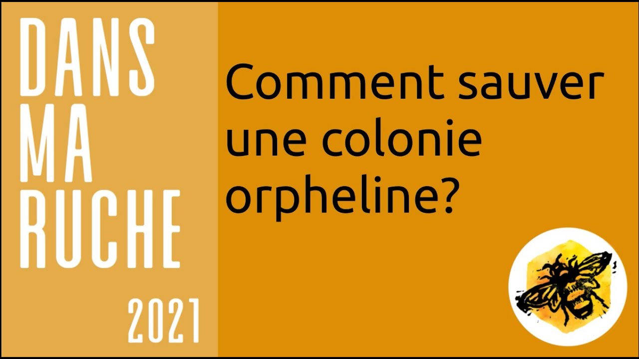 Sauver une colonie orpheline facilement
