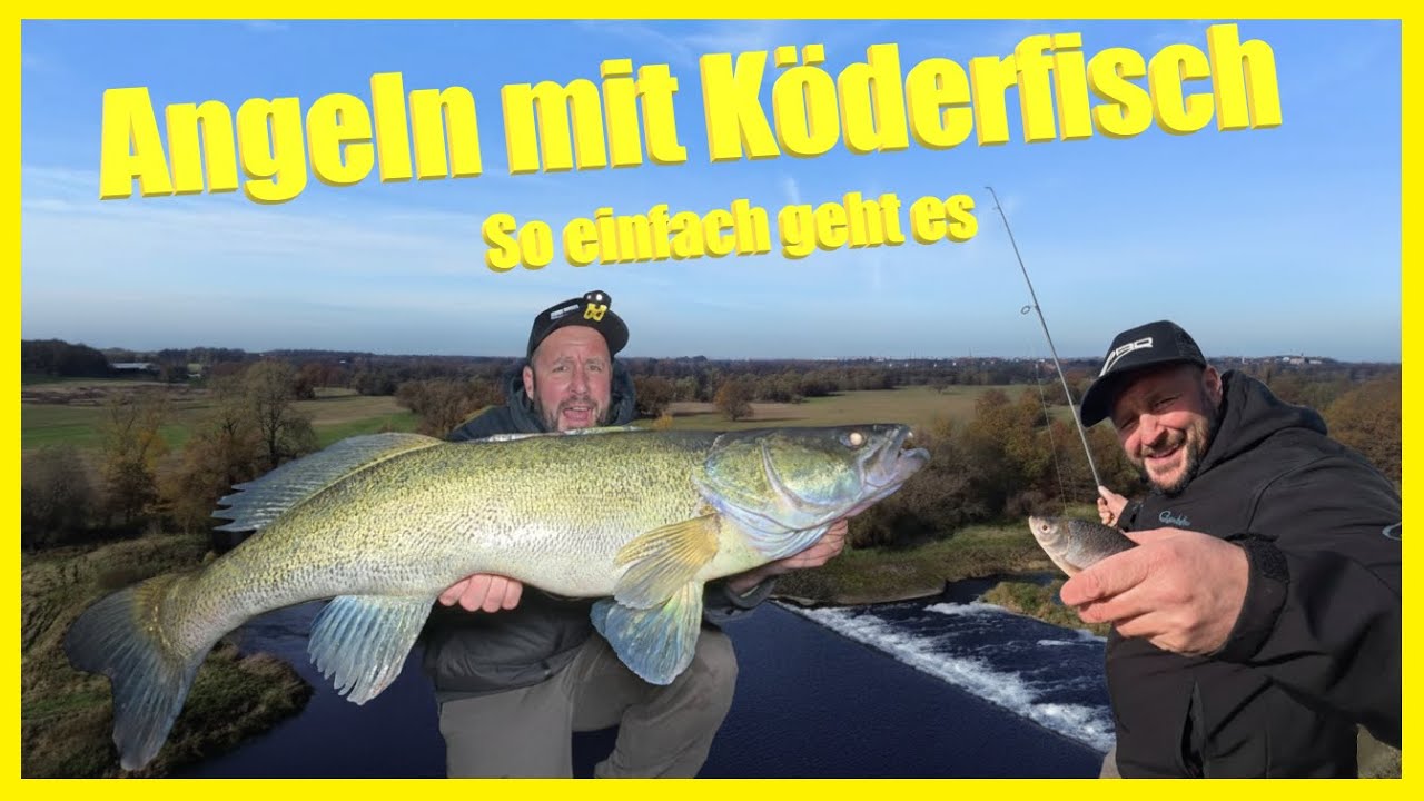 Angeln mit Köderfisch am Fluss -Taktik und Montage für Hechte und Zander am Fluss ganz einfach!