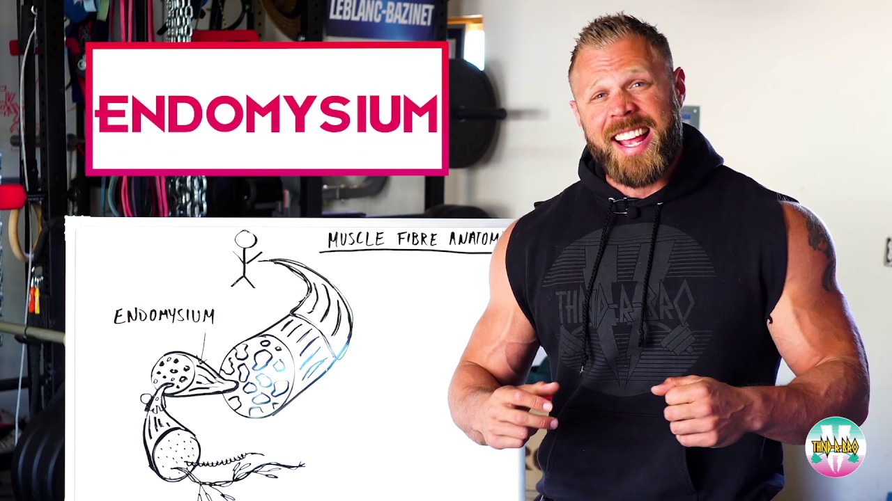 Dave Lipson | Meathead Mechanics: Anatomy of a Muscle Fiber