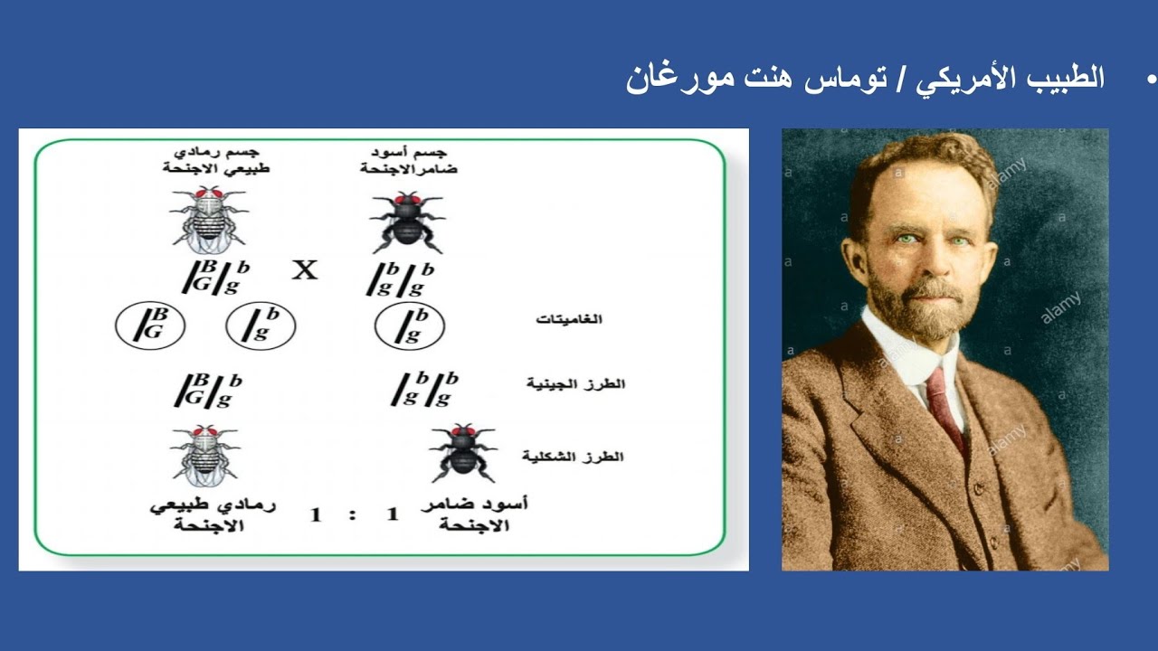الجينات المرتبطة  الجزء الأول (الارتباط بدون عبور )