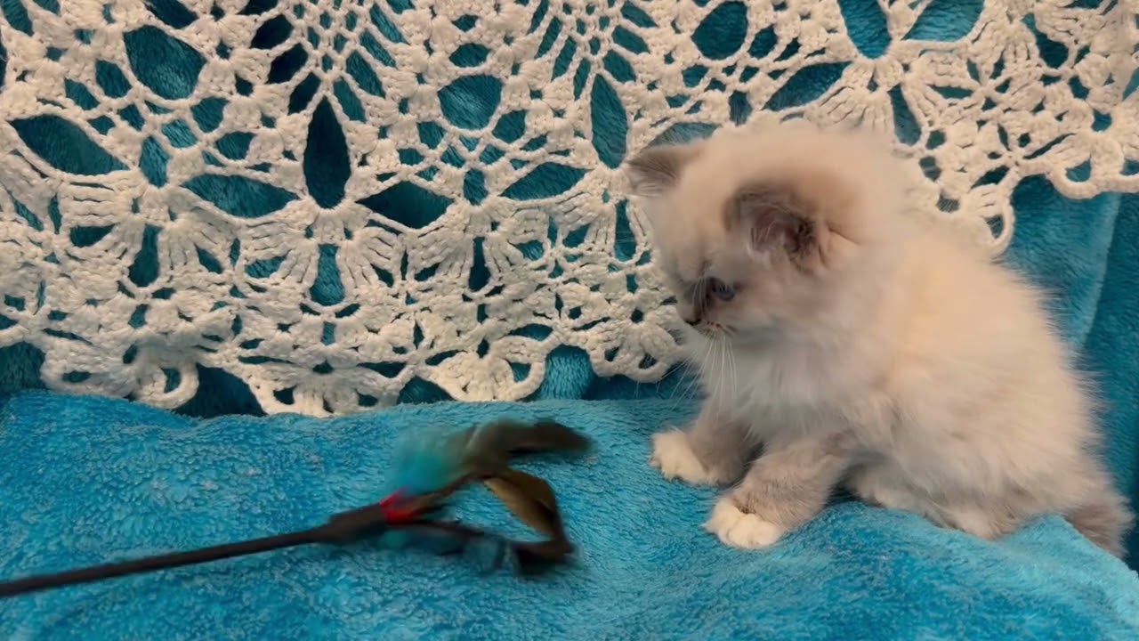 MISSTY (SANDWICH)HAD 2 KITTENS - KITTEN BORN ON 5 NOV. 2025 - BLUE COLLAR  (UPDATE 08/01/2026)