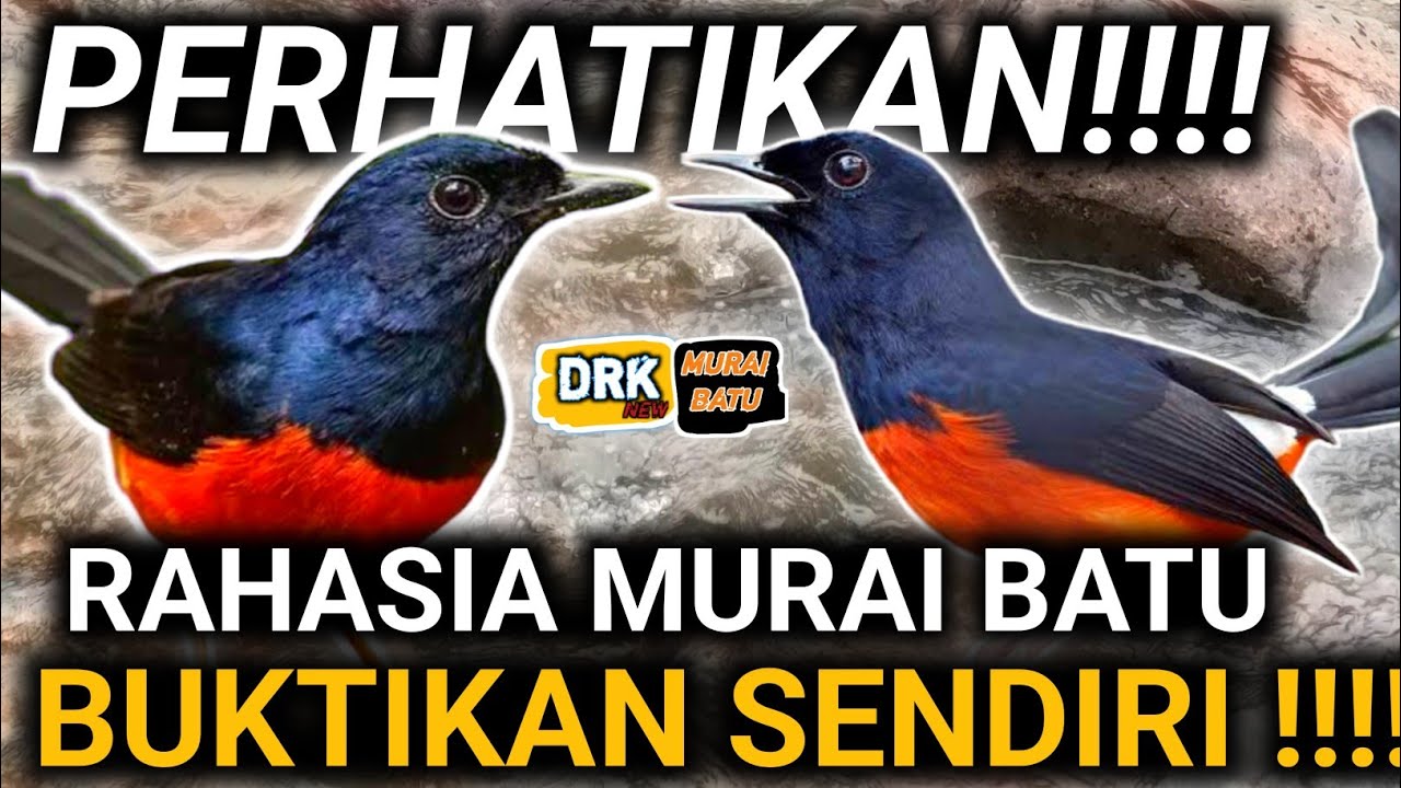 BUKTIKAN SENDIRI !!! DEMI KALIAN SAYA BONGKAR CARA MERAWAT MURAI BATU