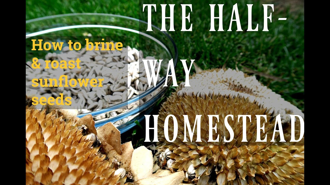 Halfway Homestead: BRINE & ROAST YOUR OWN SUNFLOWER SEEDS!