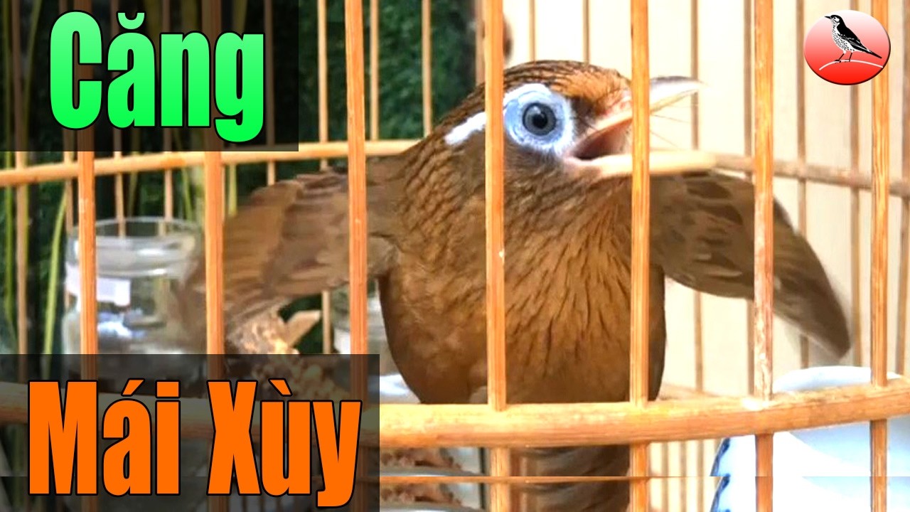 Căng! Họa mi mái xùy liên tục siêu thúc trống nhanh hót mau căng lửa vip