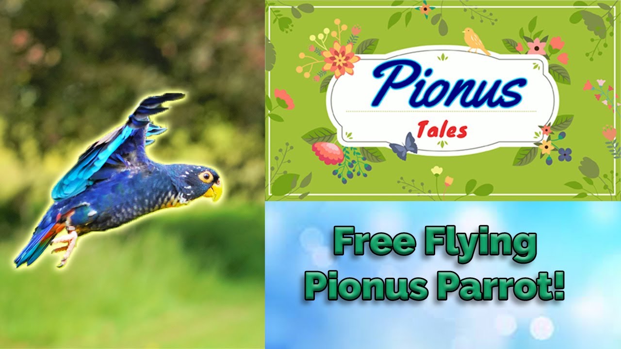 Baby Bronze Wing Pionus Parrot's First Free Fly | Lyra Finale | Ep10