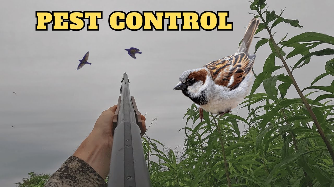 Hunting Invasive Starlings and Sparrows on the FARM | Pest Control
