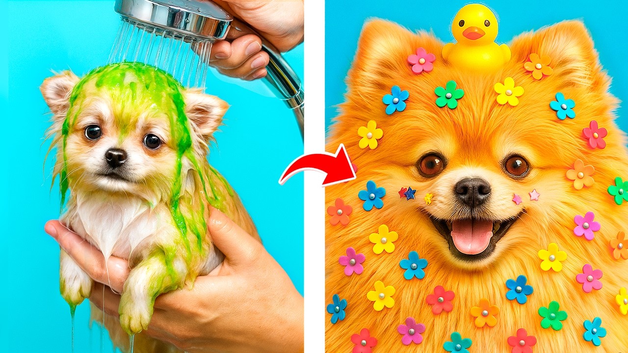 Zengin ve Fakir Köpekleri Kurtardık! Evsiz Yavru Köpek Makeover